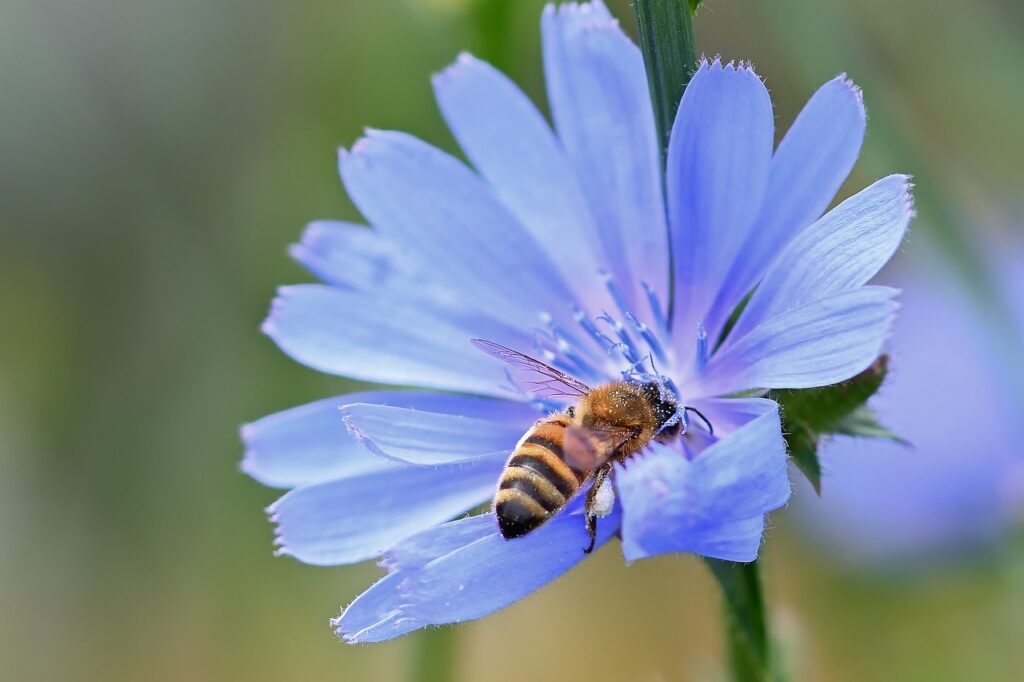 wild bee, insect, blossom-8170731.jpg